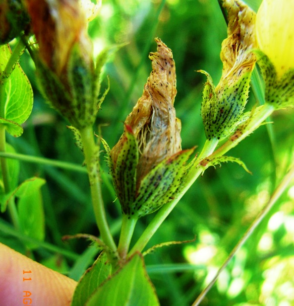 Hypericum richieri